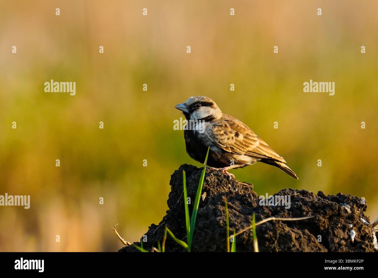 Un piccolo Sparrow-Lark (Eremopterix griseus), coronato da Ashy, è arroccato su un mucchio di terra in una risaia. Foto Stock