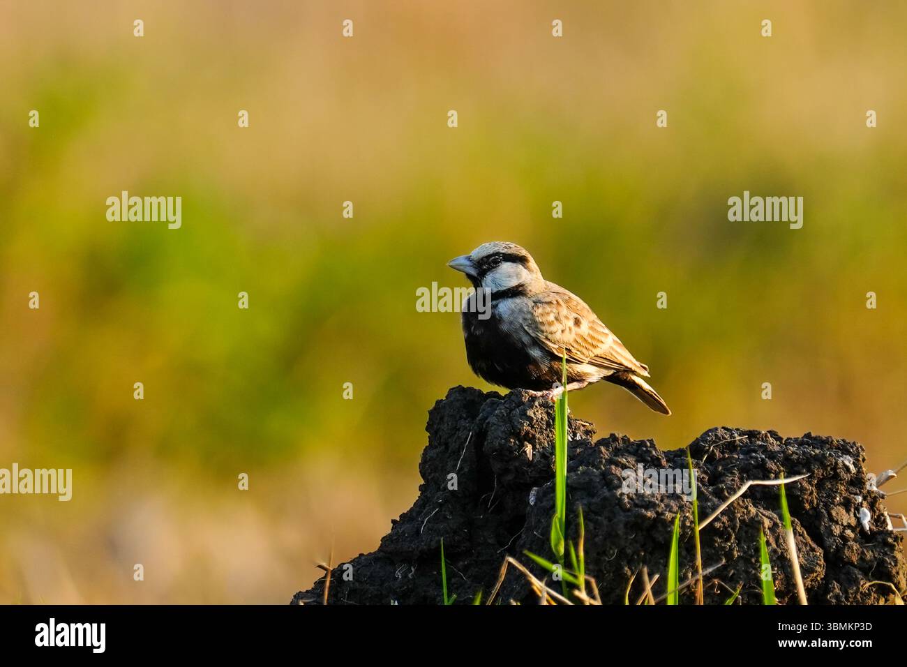 Un piccolo Sparrow-Lark (Eremopterix griseus), coronato da Ashy, è arroccato su un mucchio di terra in una risaia. Foto Stock