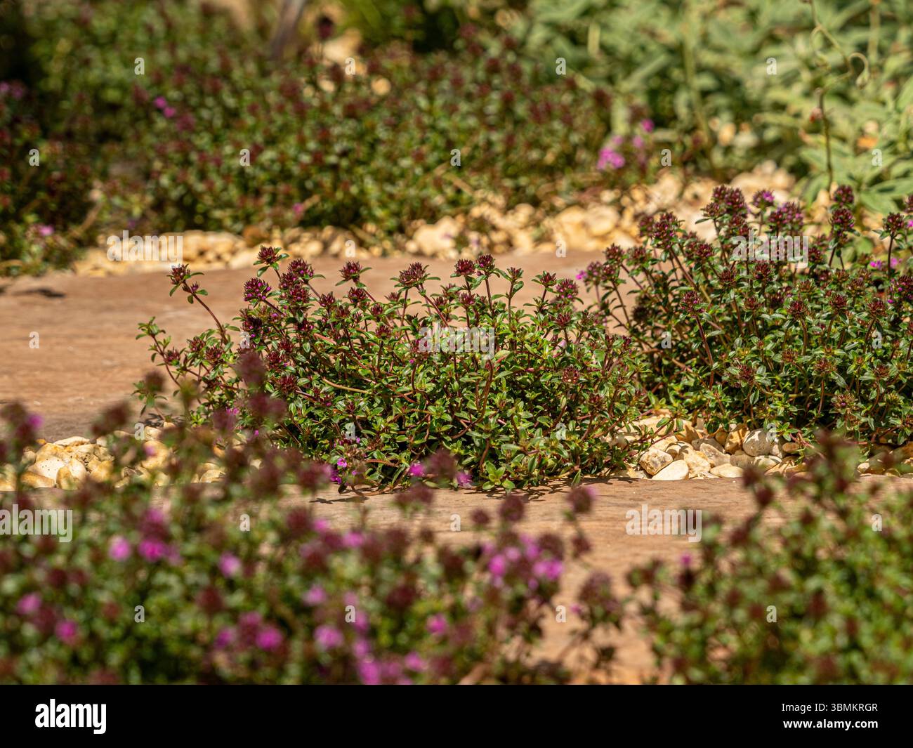 Timo strisciante in fiore che cresce tra le pietre di pavimentazione in un giardino di ghiaia soleggiato. Foto Stock