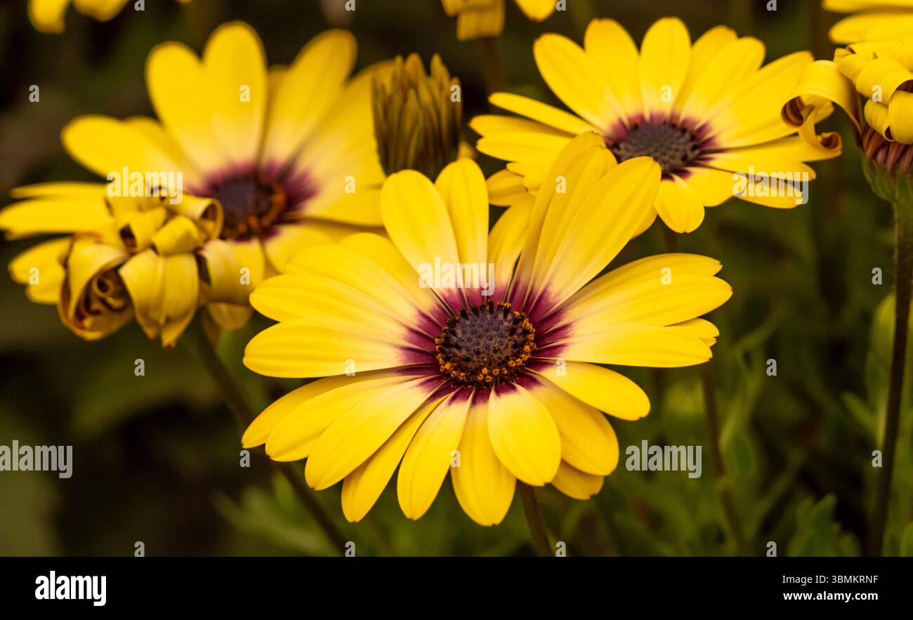 Primo piano dei fiori gialli dell'Osteospermum Blue Eyed Beauty. Foto Stock