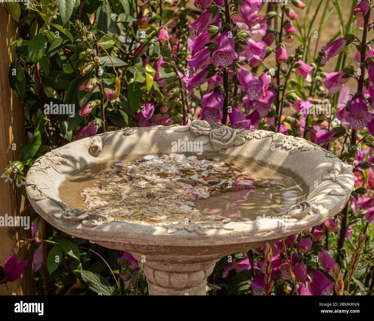Bagno per uccelli in pietra pieno di conchiglie schiacciate visto su uno sfondo di guanti in foce rosa scuro. Foto Stock