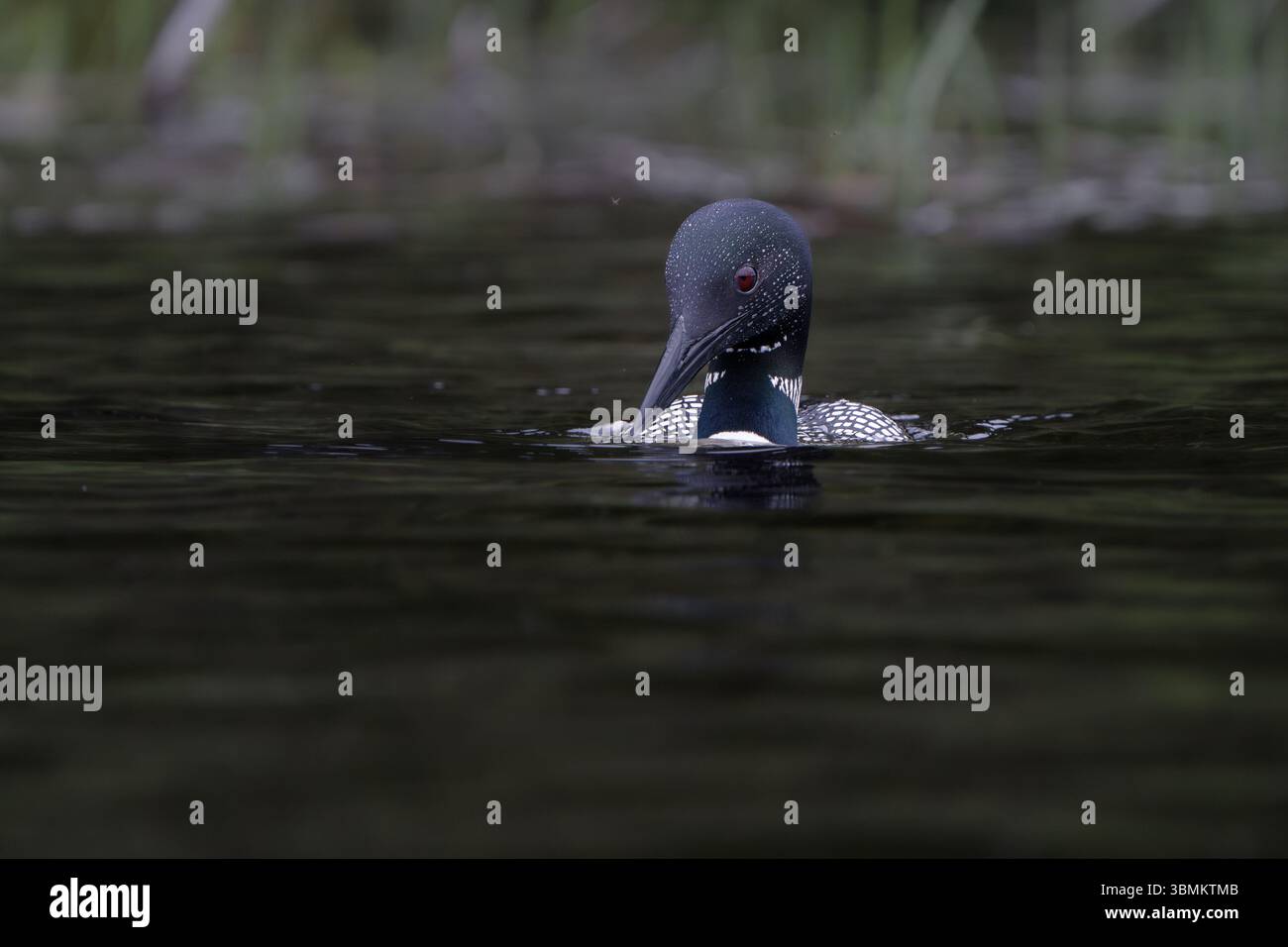 Un loon si prepara ad immergersi sotto la superficie mentre caccia su un lago nel nord del Minnesota. Foto Stock