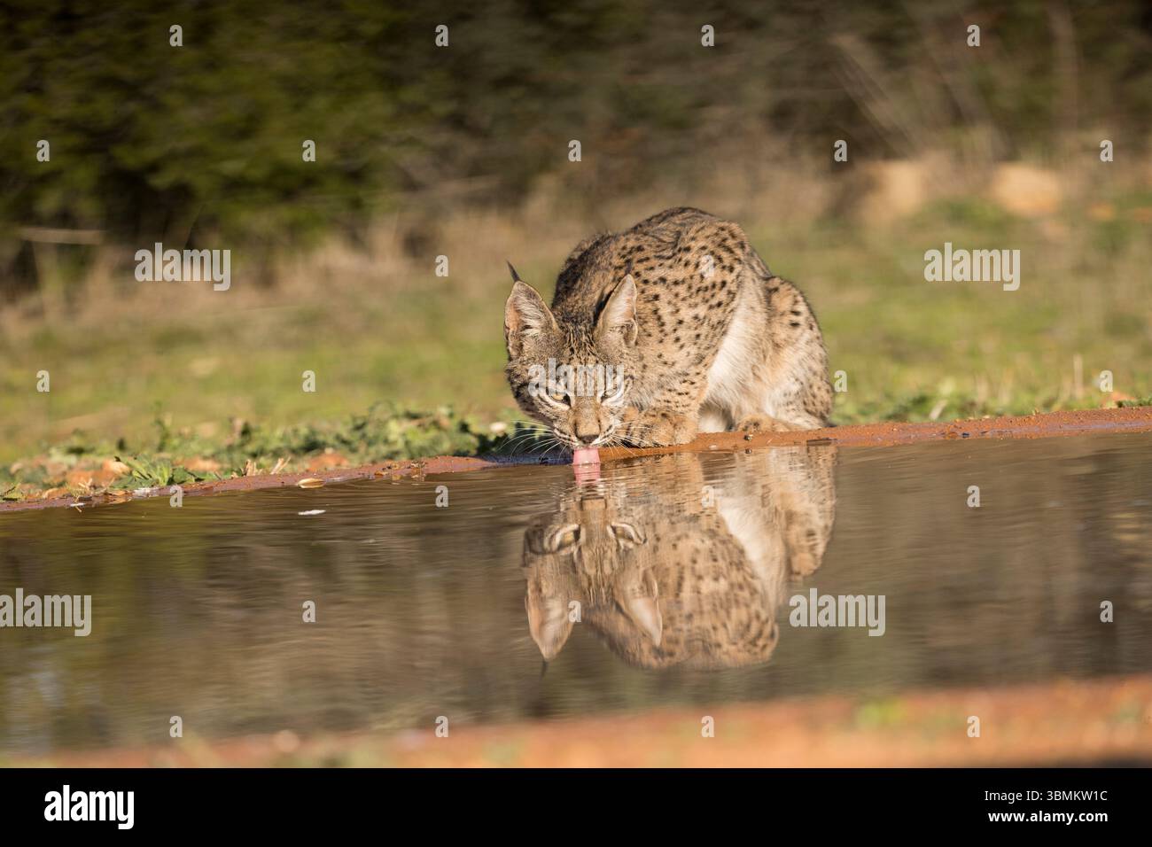 La fauna selvatica in via di estinzione protegge la riserva di specie Castilla iberica la Mancha Spagna Spagna Europa spagnola europea Foto Stock