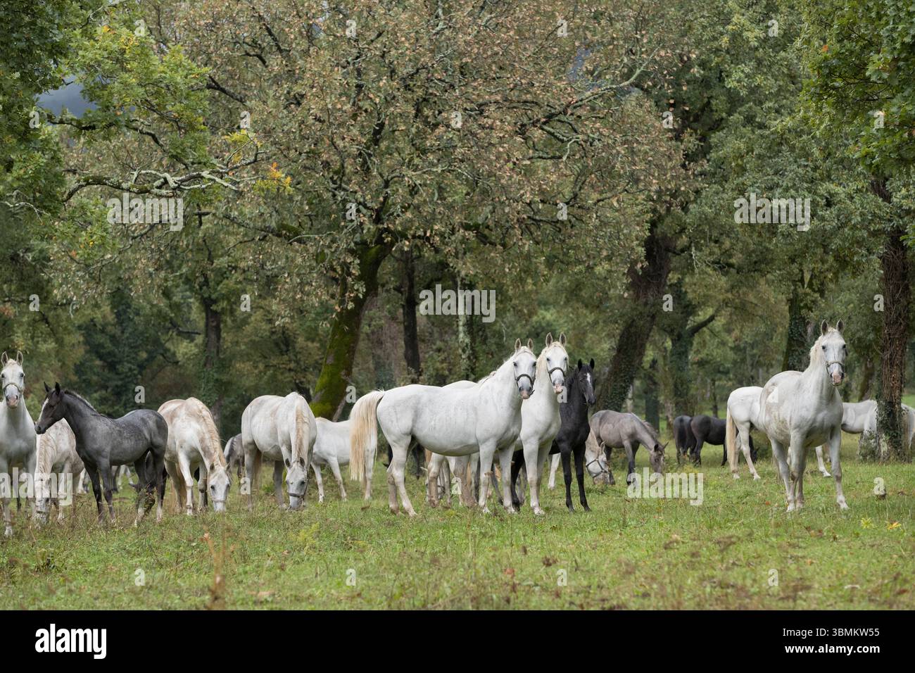 Lipizan Lipizzan Lipizzaner Lipica Stud Horse Slovenia Europa mandria Foto Stock