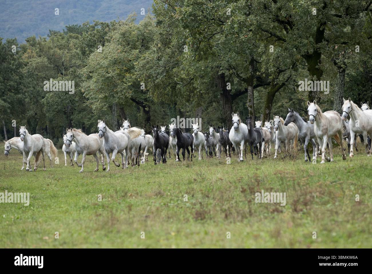 Lipizan Lipizzan Lipizzaner Lipica Stud Horse Slovenia Europa mandria Foto Stock