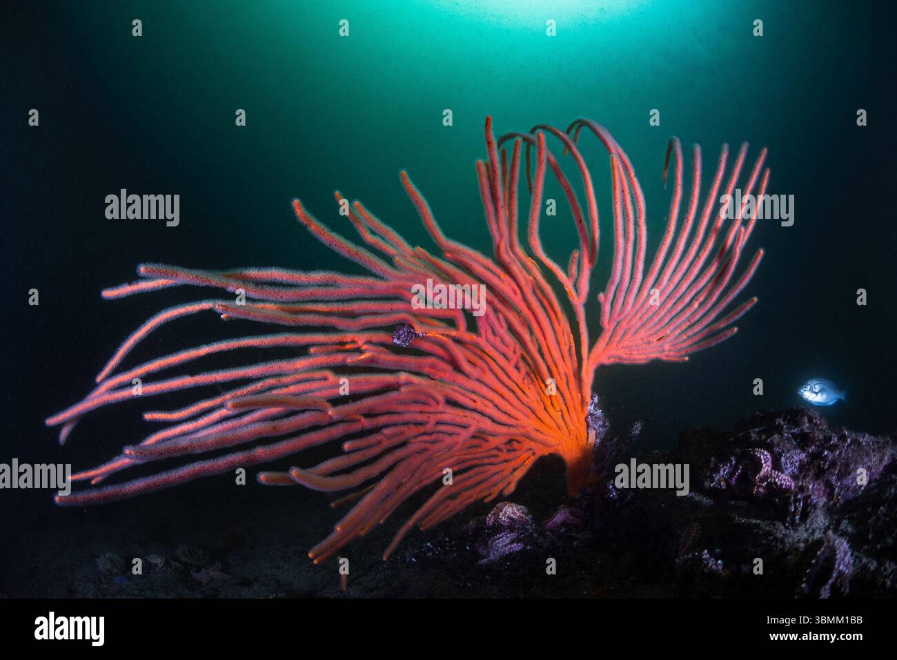 Un ventilatore Flagellar di colore arancione brillante o un ventilatore a frusta (Eunicella albicans) con i suoi rami che scorrono nell'onda e uno sfondo scuro. Foto Stock