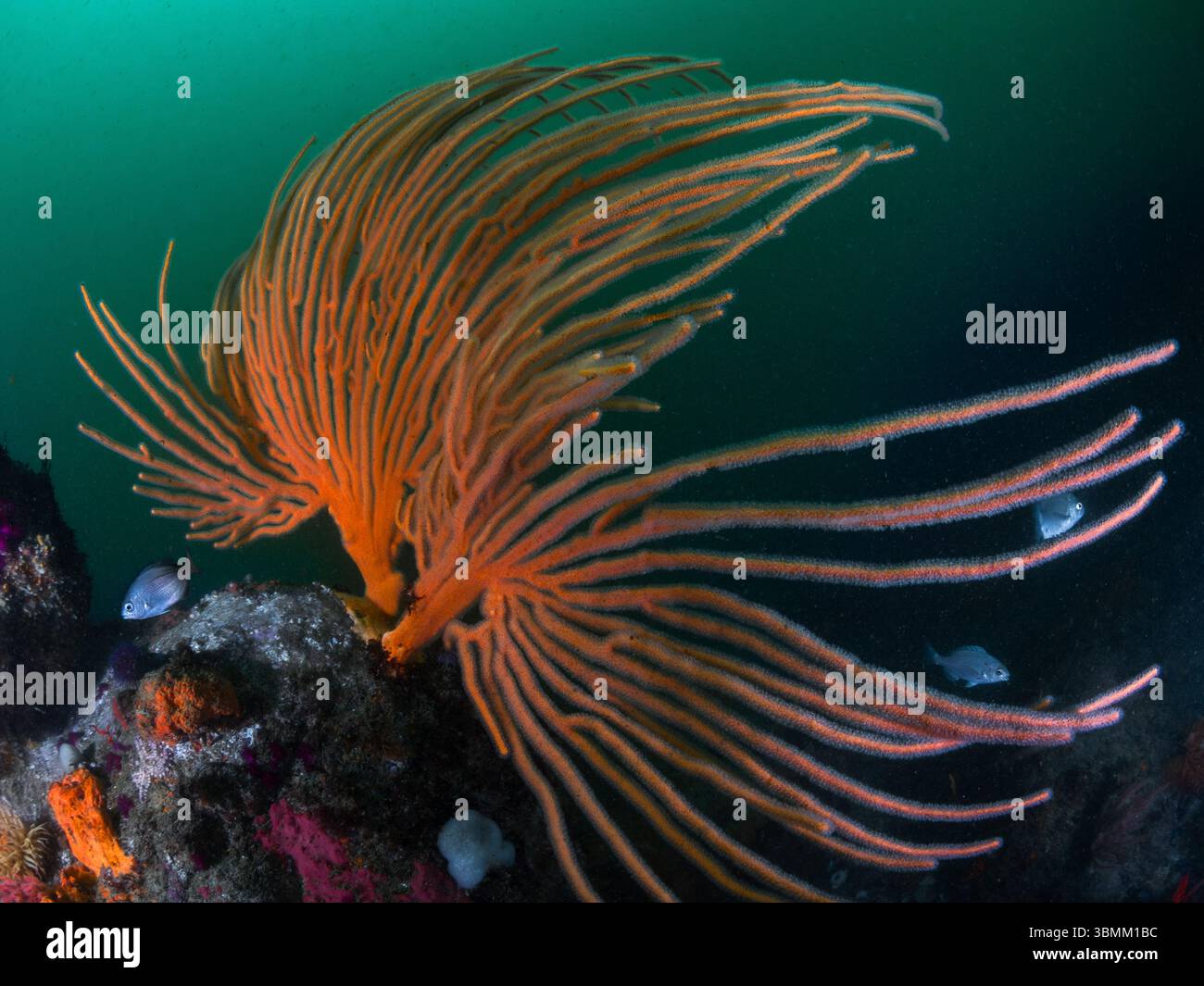 Un vibrante ventaglio arancione Flagellar o ventaglio Whip (Eunicella albicans) che scorre nel movimento dell'acqua con alcuni pesci. Sfondo verdastro più scuro. Foto Stock