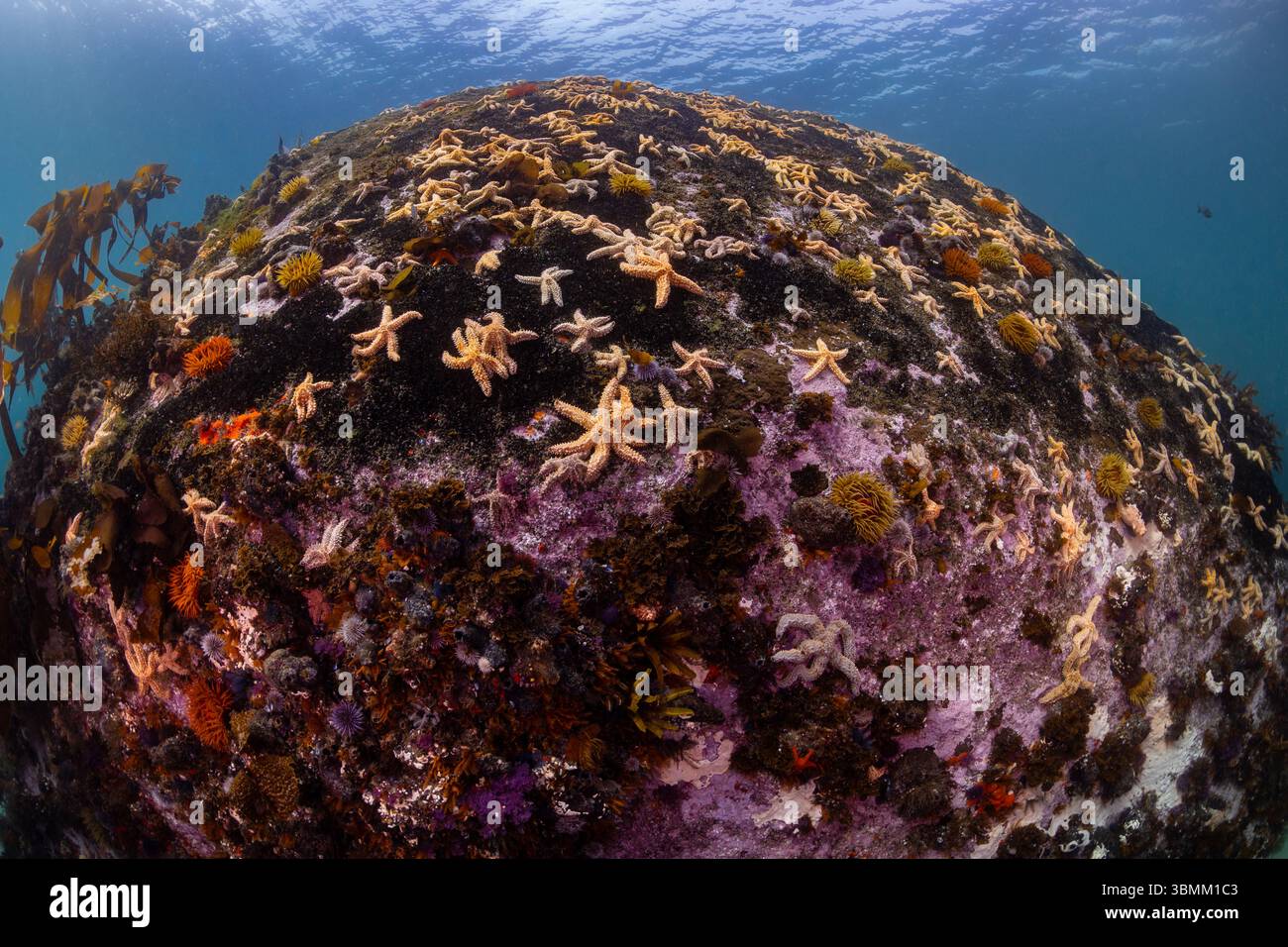 Ampio angolo di un grande masso coperto di stelle marine Spiny (Marthasterias glacialis) e altri coralli e spugne, con fondo di acqua blu. Foto Stock