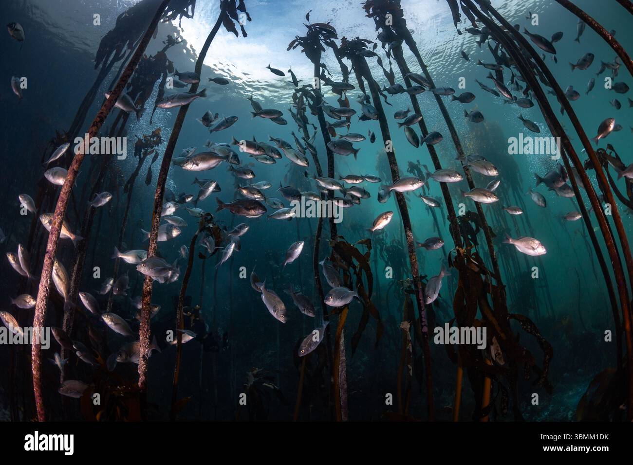 Scatto grandangolare di una foresta di alghe con le sue alte fronde che raggiungono la superficie dell'acqua e molti pesci argentati che nuotano nel mezzo. Foto Stock