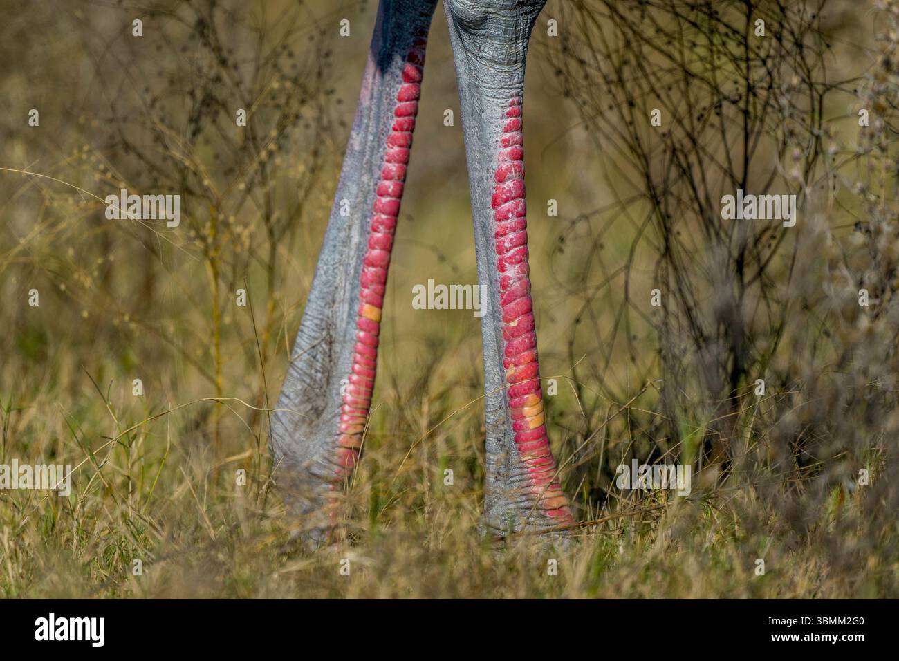Primo piano delle zampe rosa di uno struzzo comune (Struthio camelus) nella riserva di Moremi nella parte orientale del delta dell'Okavango in Botswana Foto Stock