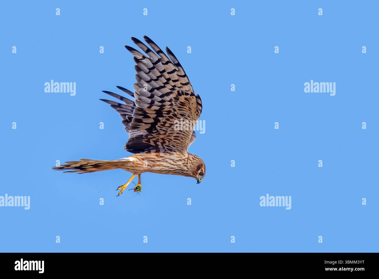 Harrier di Montagu (Circus pygargus) femmina adulta con preda di cricket pescata nei suoi taloni che volano contro il cielo blu Foto Stock