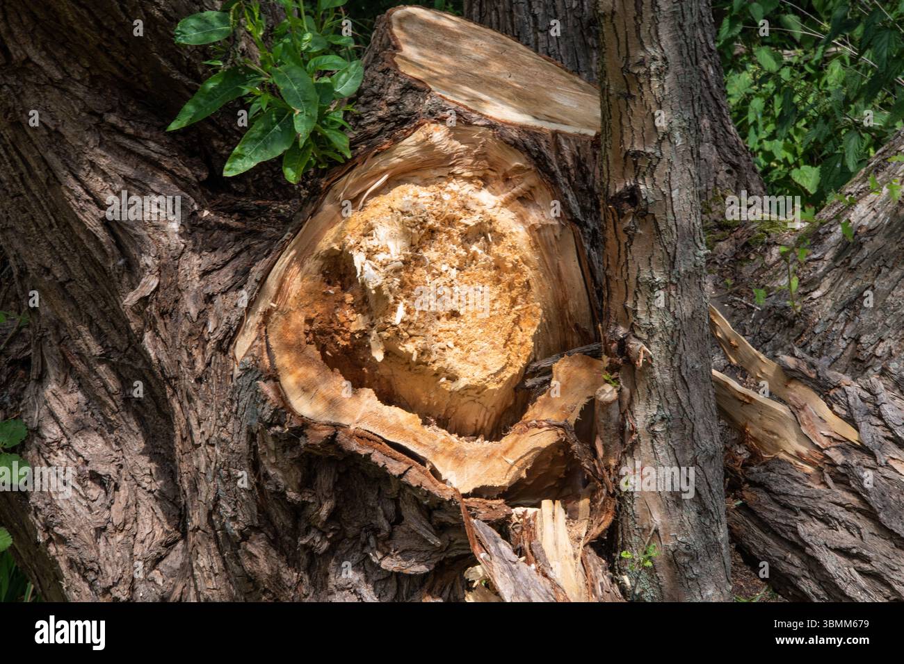 Tronco di alberi a Rammey Marsh, Enfield, Londra. Nucleo di legno esposto probabilmente danneggiato da tempesta, età o indebolimento post-incendio. Foto Stock