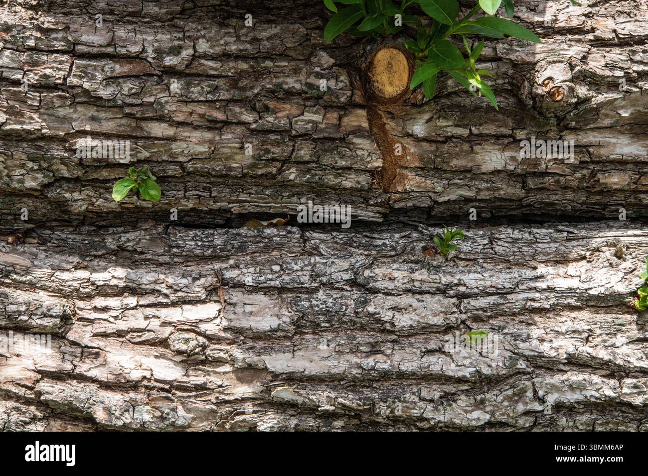 Primo piano della corteccia degli alberi a Rammey Marsh, Enfield, Londra. Nuovi germogli verdi emergono da profonde crepe sulla superficie ruvida e invecchiata. Foto Stock