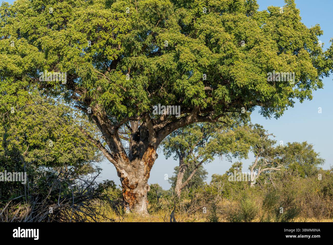 Un albero di marula (Sclerocarya birrea), un albero deciduo di medie dimensioni originario dell'Africa, noto per i suoi frutti commestibili e usi multiuso, su un'isola di Foto Stock