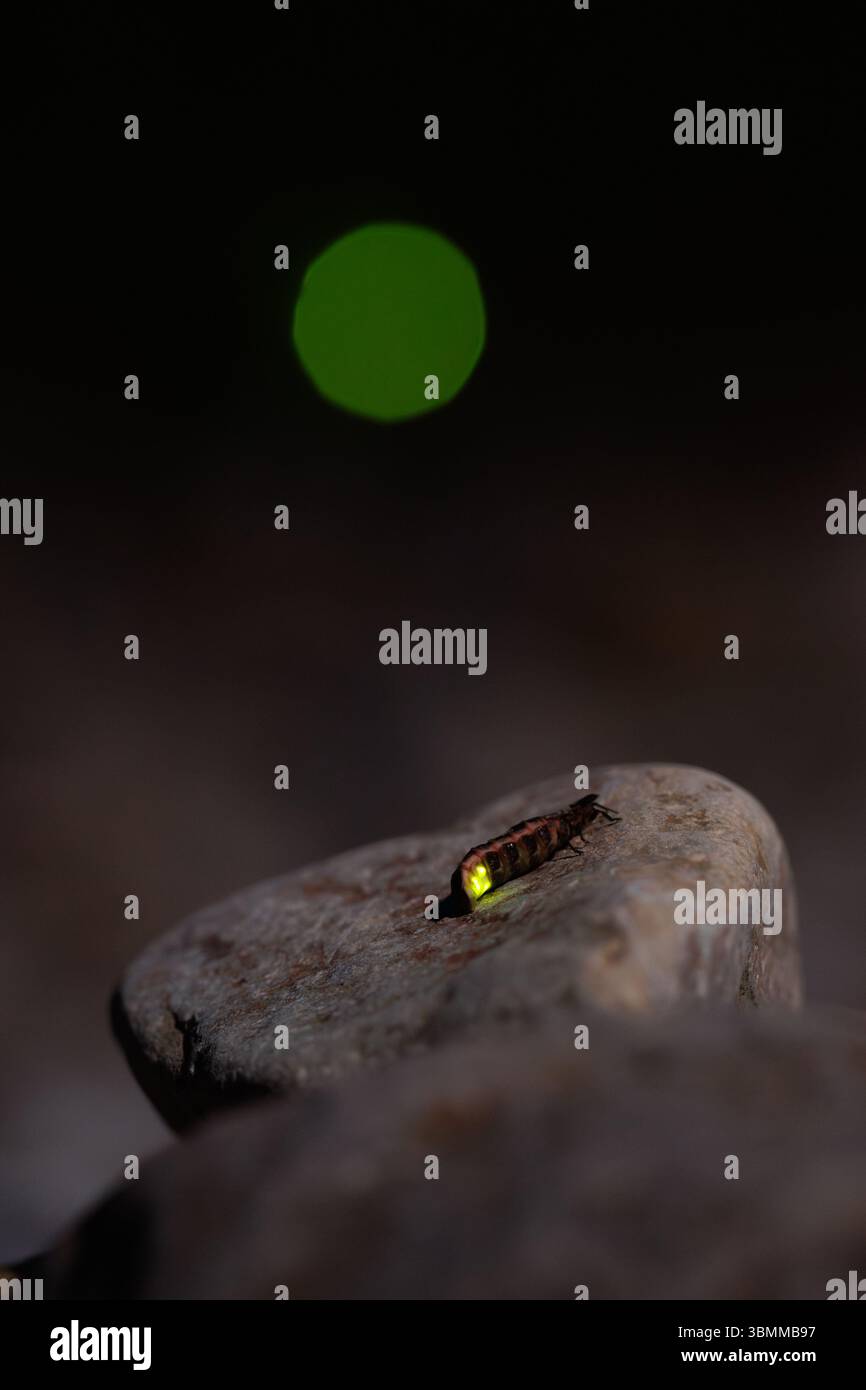I vermi bagliori brillano in una serata estiva nel galles meridionale Foto Stock