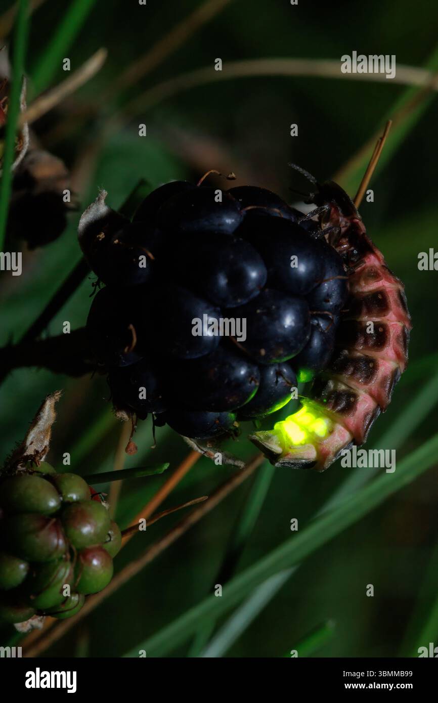 I vermi bagliori brillano in una serata estiva nel galles meridionale Foto Stock