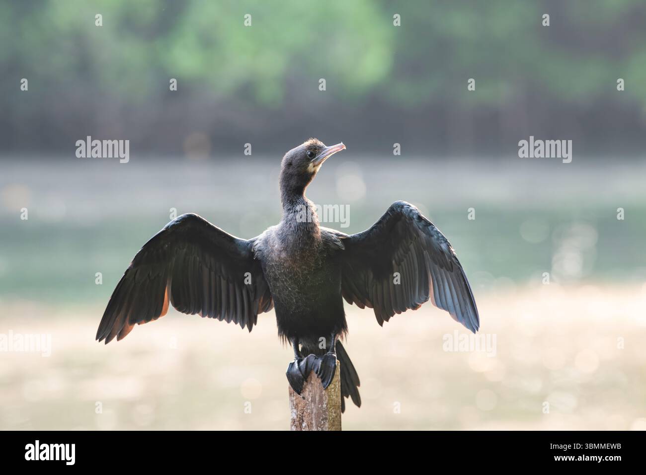 Cormorano indiano, Shag o Phalacrocorax Fuscicollis seduti su Tree Trunk, acque interne del subcontinente indiano, Mangroves Wildlife Foto Stock