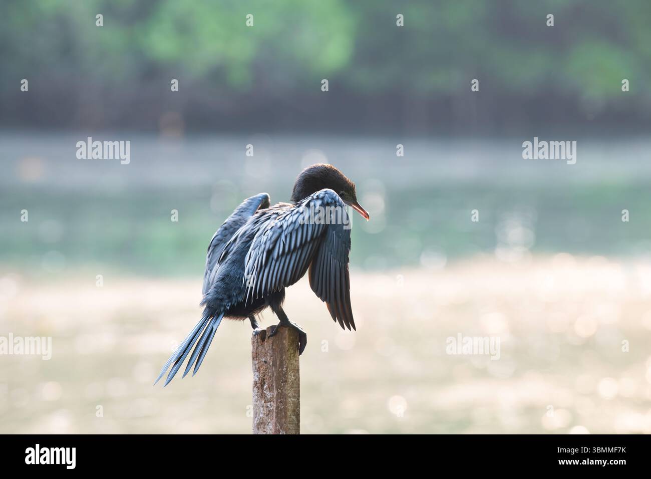 Cormorano indiano, Shag o Phalacrocorax Fuscicollis seduti su Tree Trunk, acque interne del subcontinente indiano, Mangroves Wildlife Foto Stock