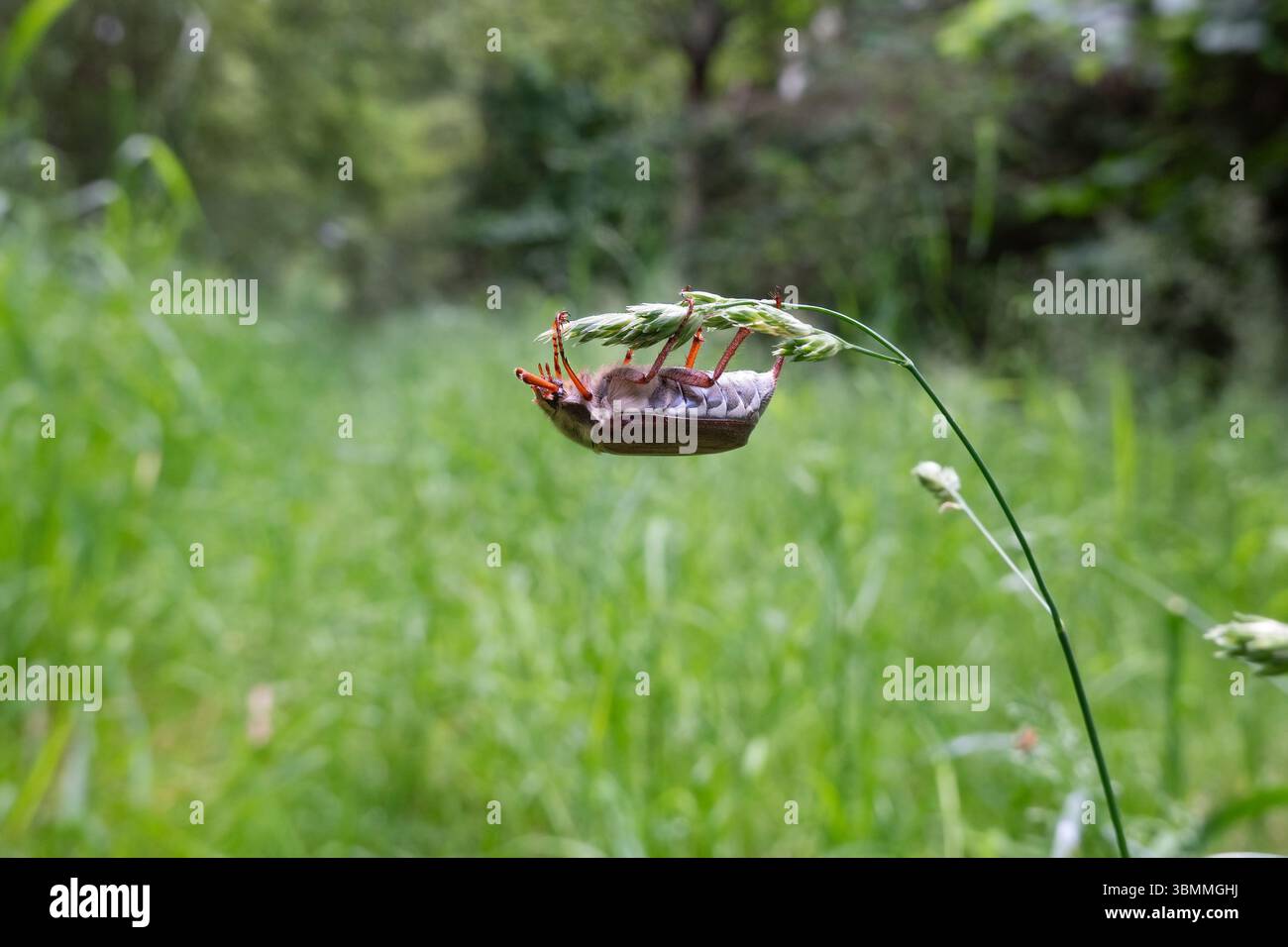 Cockchafer appeso capovolto sull'orecchio dell'erba Foto Stock