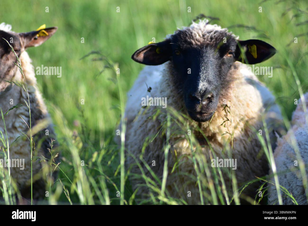 Vista frontale primo piano della testa di una pecora in un prato verde. Espressione curiosa con il viso lanuginoso e le orecchie morbide. Ritratto di animali da fattoria rurale in ligh naturale Foto Stock
