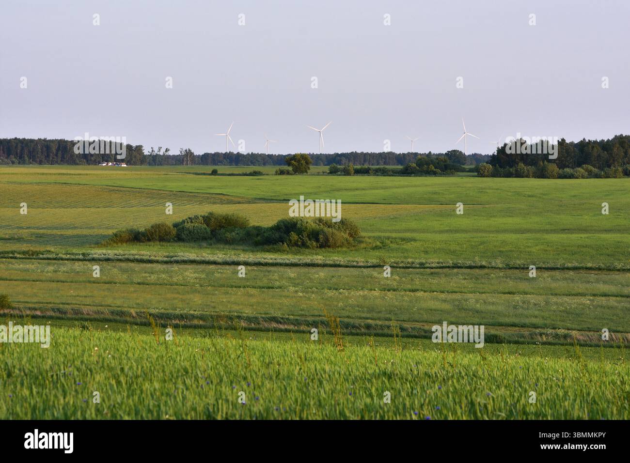 Ampio paesaggio di campi verdi con turbine eoliche appena visibili all'orizzonte. Alberi e cespugli distanti fanno da cornice alla scena rurale. Concetto di energia pulita, Foto Stock