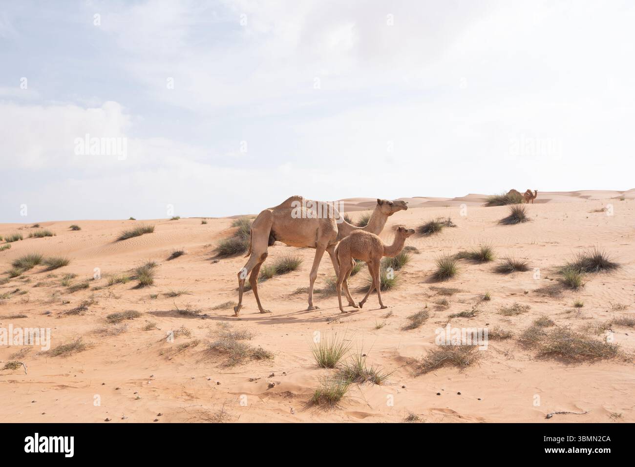 Cammelli nelle Wahiba Sands, note anche come Sharqiya Sands in Oman Foto Stock