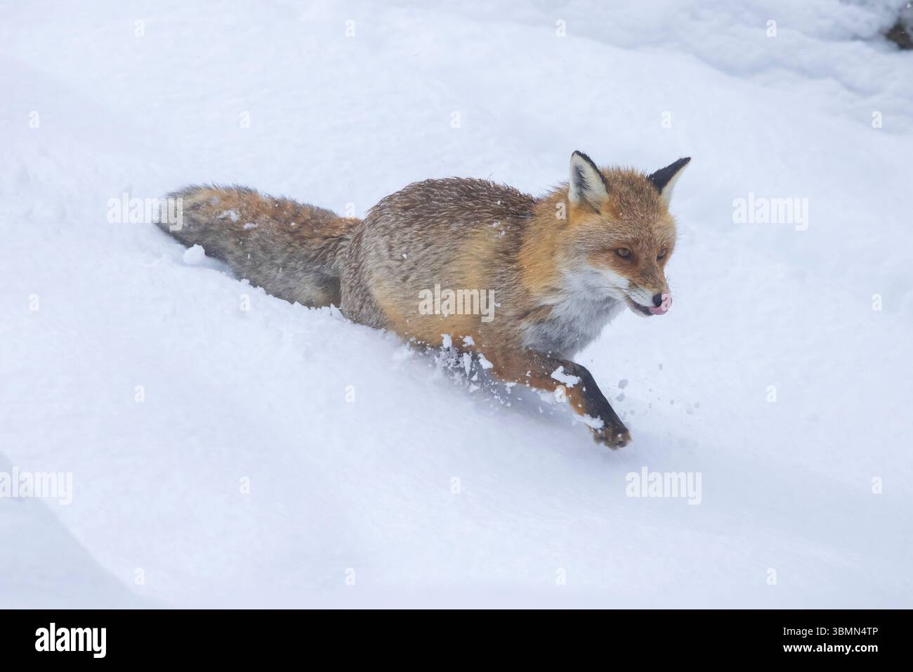 Volpe rossa, vulpes vulpes, volpe adulta che salta attraverso la neve profonda, inverno, Italia Foto Stock
