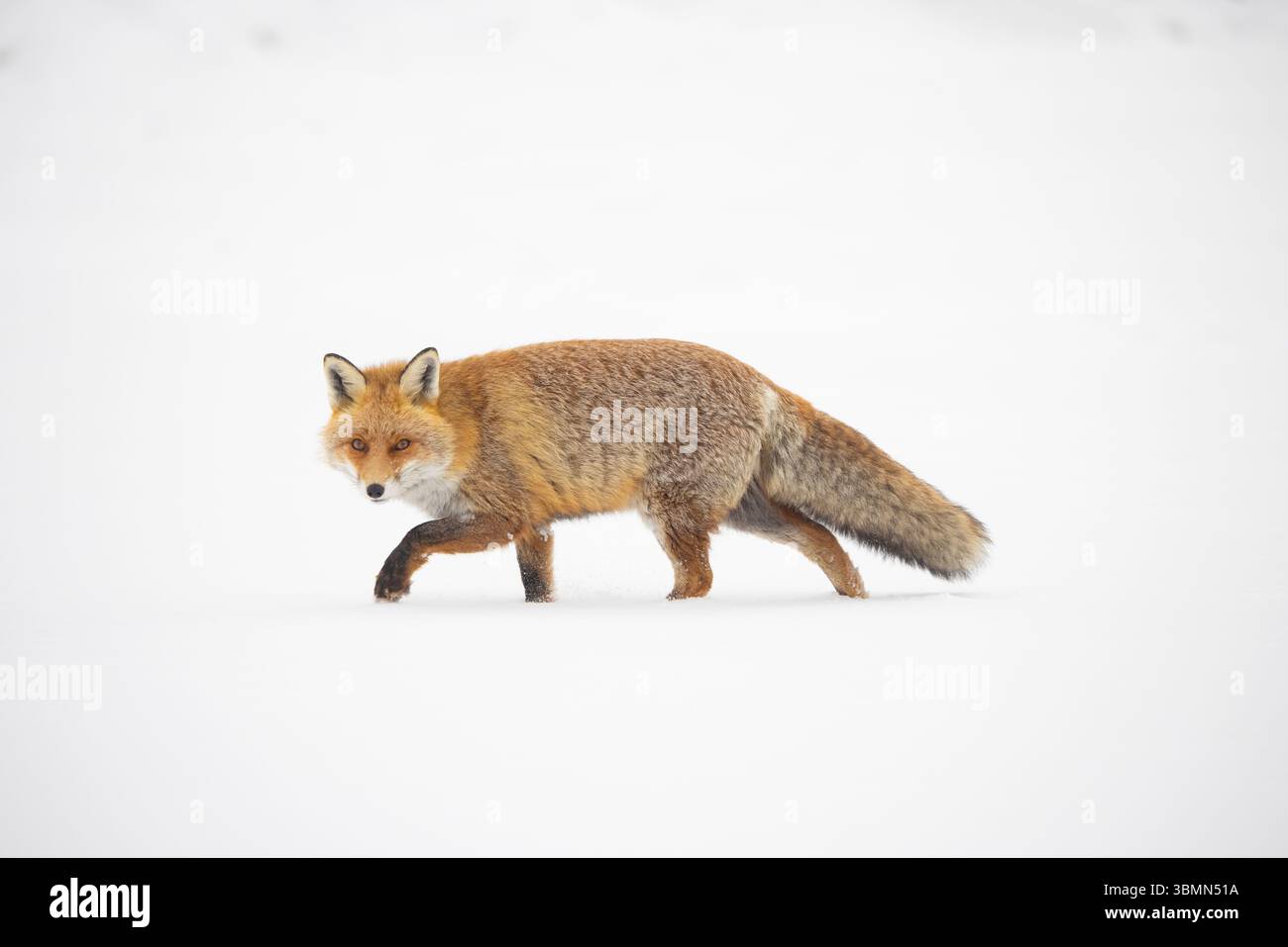 Volpe rossa, vulpes vulpes, volpe adulta in movimento sulla neve, inverno, Italia Foto Stock