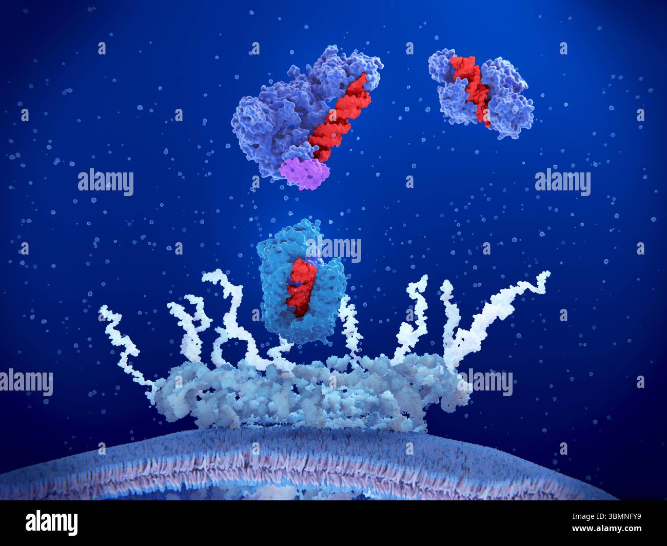 Complessi enzimatici microRNA, illustrazione Foto Stock