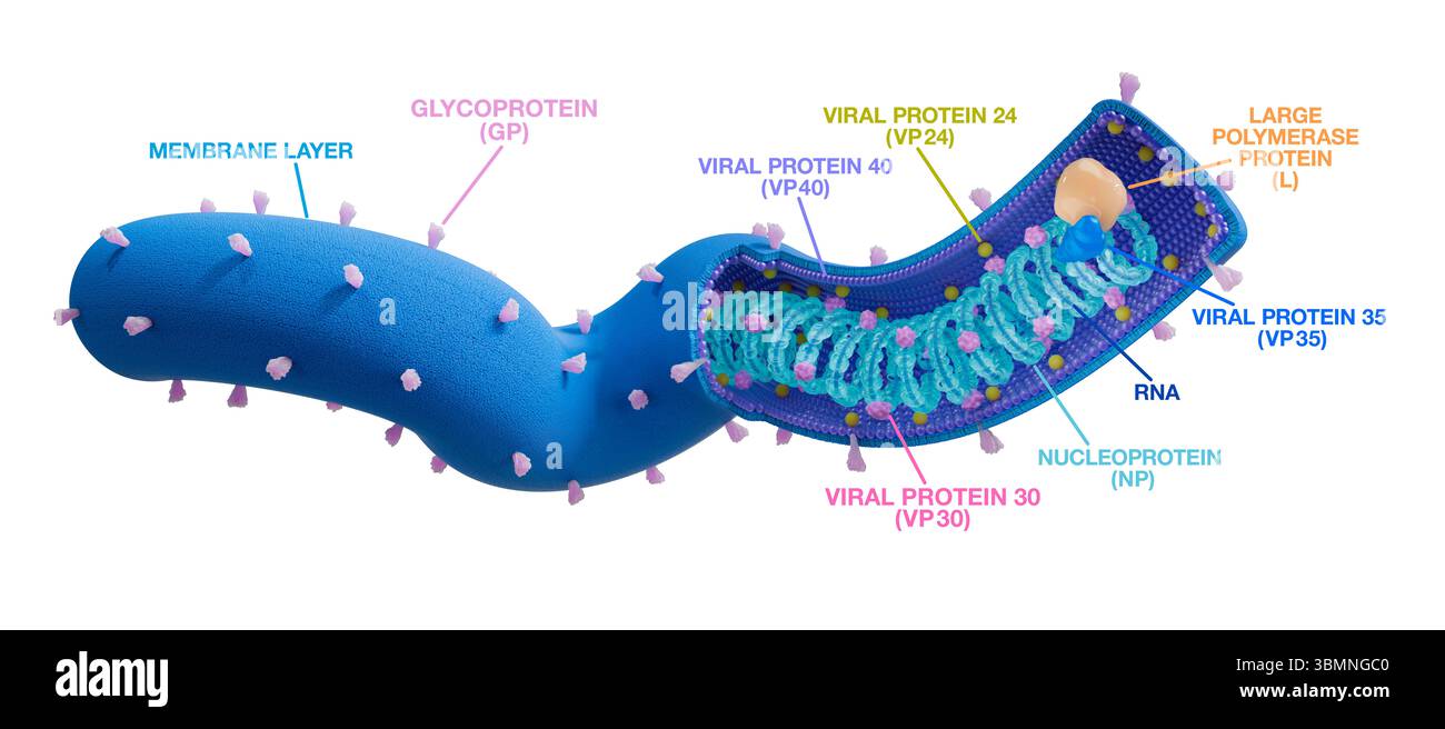 Struttura del virus di Marburg, illustrazione. Il virus di Marburg è un membro della famiglia Filoviridae e causa la malattia da virus di Marburg. Foto Stock