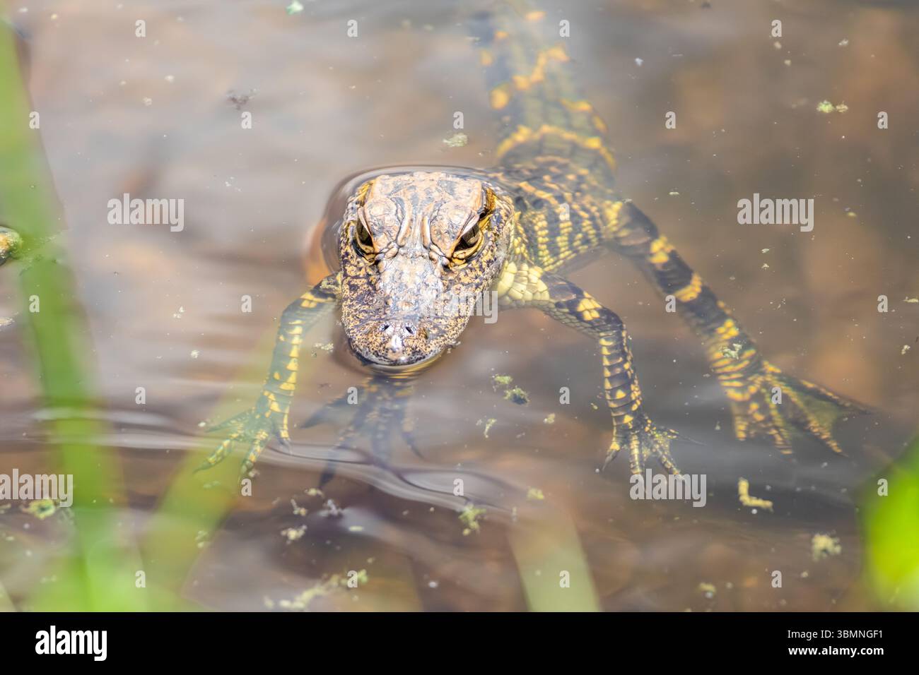 Primo piano della testa di un giovane alligatore della Florida. Foto Stock