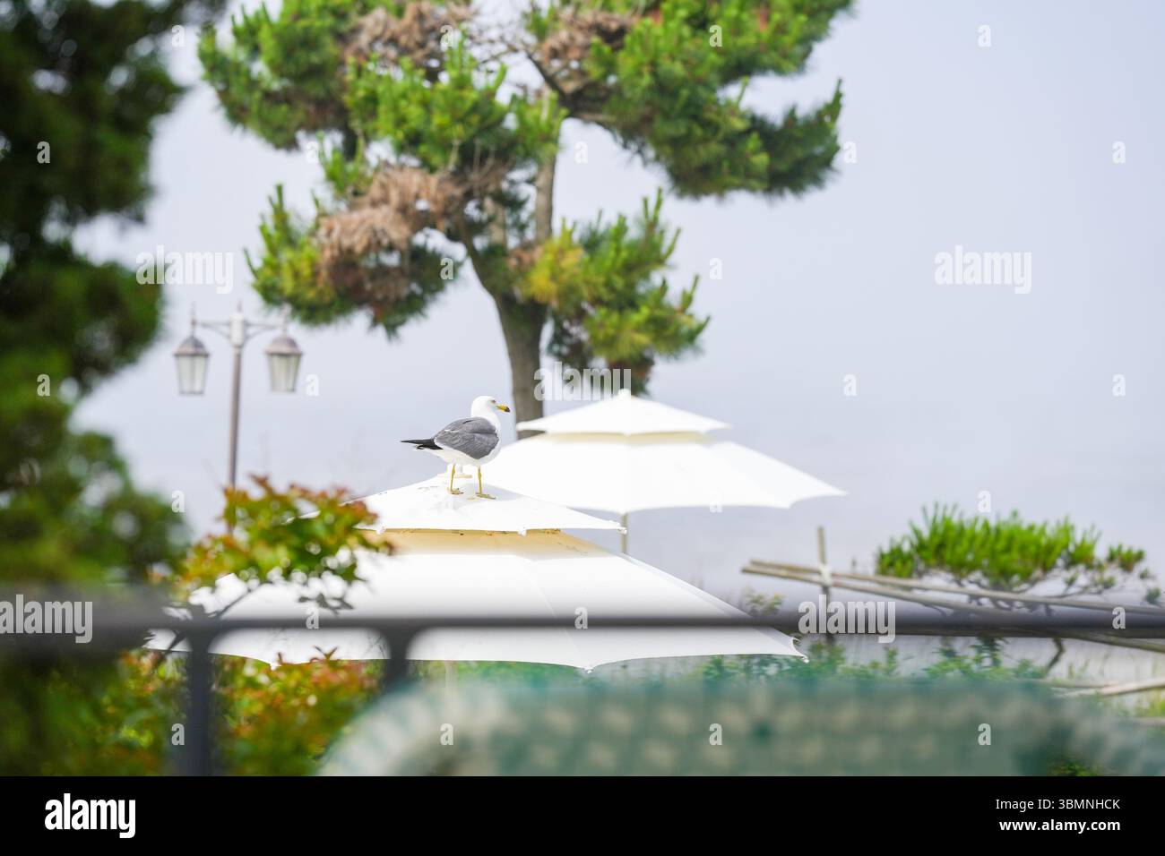 Presso una terrazza sul mare con eleganti ombrelloni, tavoli in legno e comode sedie, un uccello marino osserva tranquillamente la tranquilla brezza dell'oceano, aggiungendo un tranquillo c Foto Stock