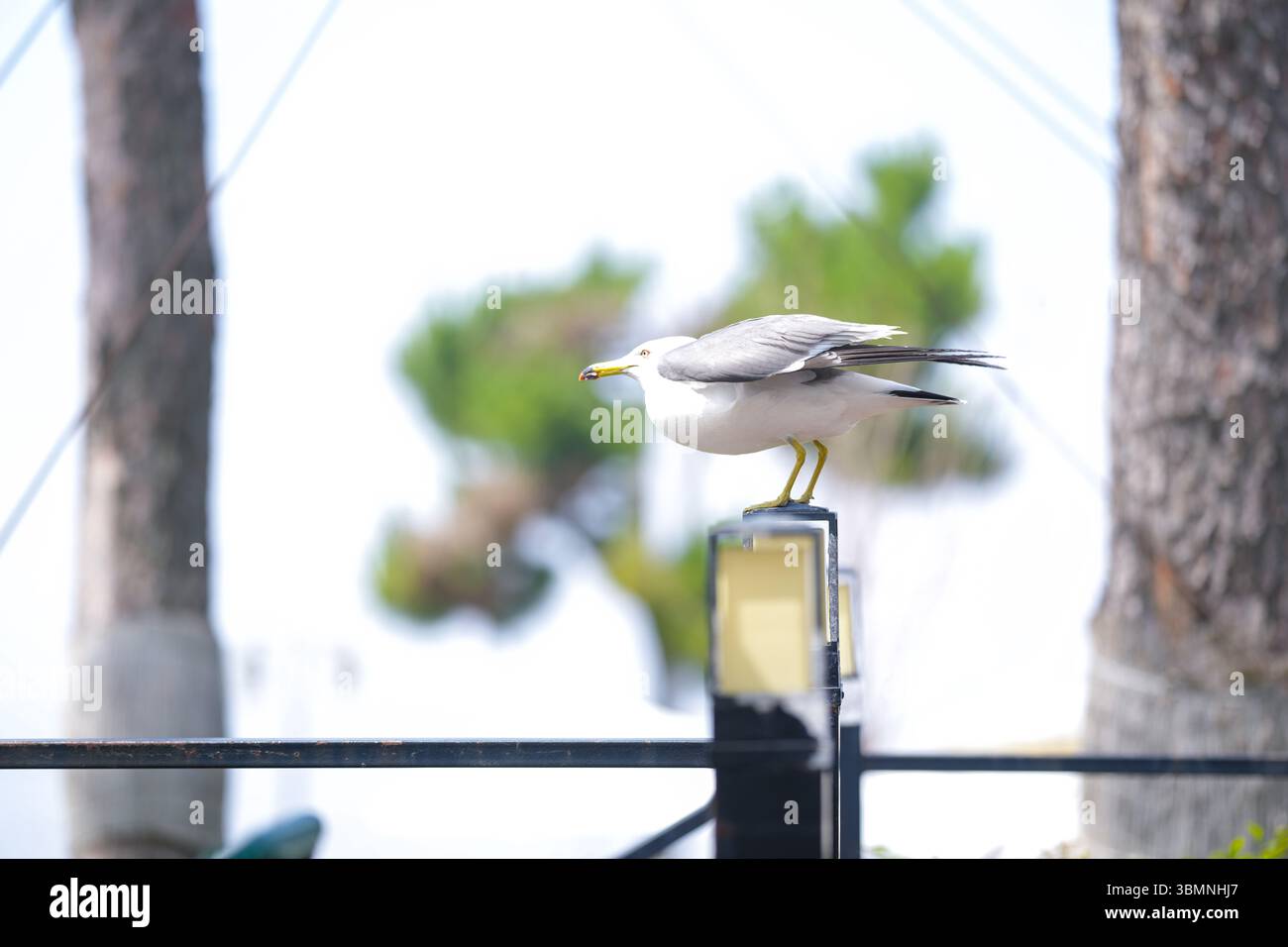 Presso una terrazza sul mare con eleganti ombrelloni, tavoli in legno e comode sedie, un uccello marino osserva tranquillamente la tranquilla brezza dell'oceano, aggiungendo un tranquillo c Foto Stock