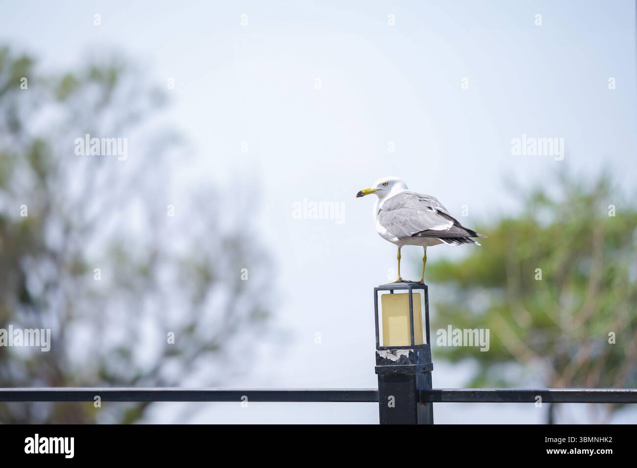 Presso una terrazza sul mare con eleganti ombrelloni, tavoli in legno e comode sedie, un uccello marino osserva tranquillamente la tranquilla brezza dell'oceano, aggiungendo un tranquillo c Foto Stock