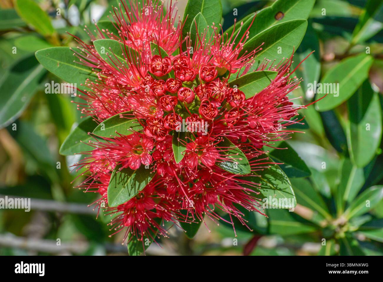 Albero di Natale in fiore rosso della nuova Zelanda da vicino Foto Stock