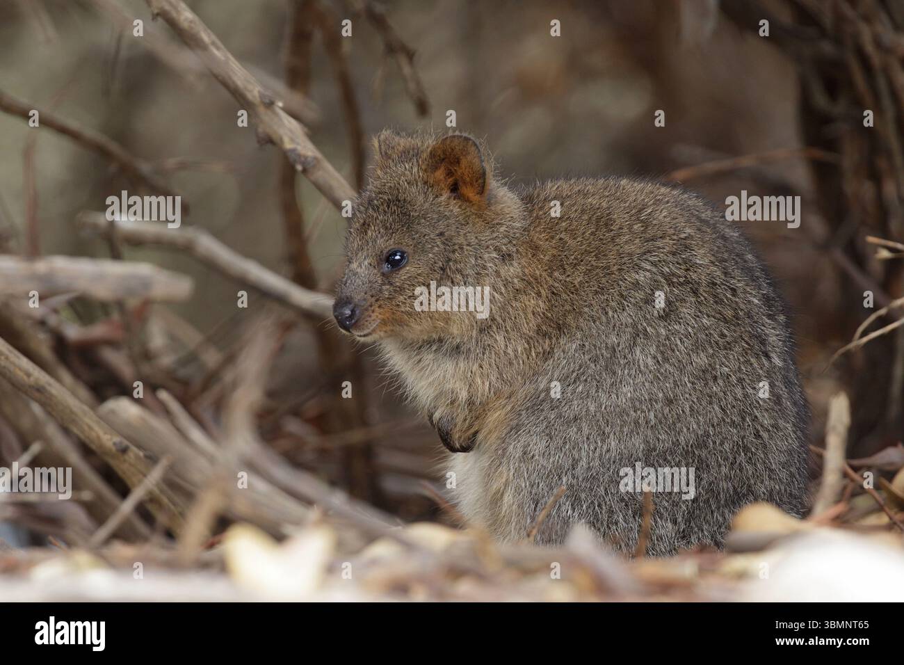 Quokka (Setonix brachyurus), Capo Vlamingh, Rottnest Island, vicino a Perth, Australia occidentale, Australia Foto Stock