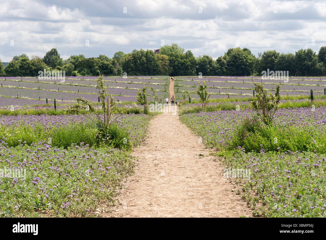 Campo pieno di vibranti fiori viola Phacelia utilizzati come coltura per l'allevamento di covate per attirare insetti benefici. Odiham, Regno Unito. Concetto: Impollinatori Foto Stock