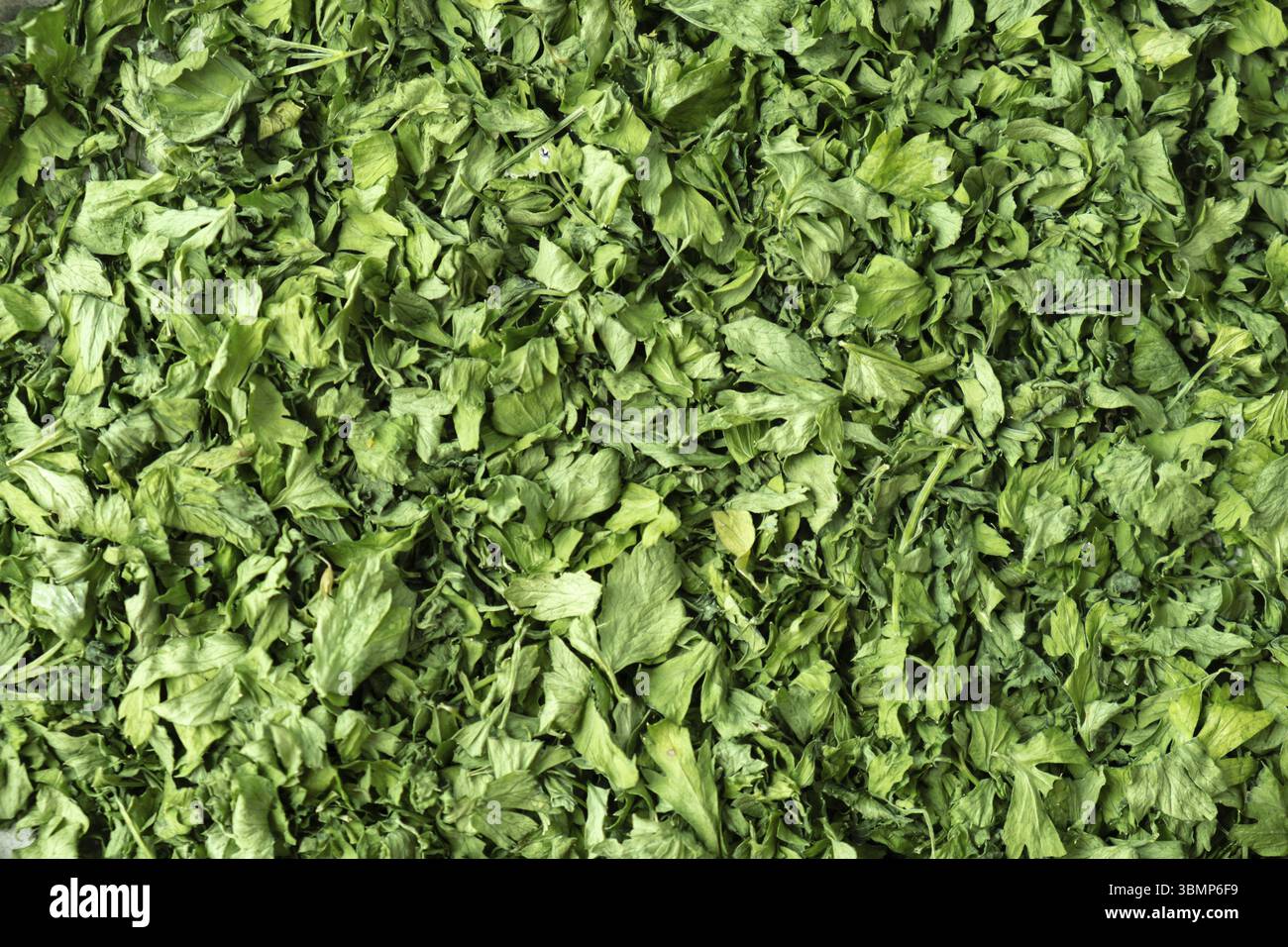 Sfondo di prezzemolo verde secco. Vegetariano bio insalata biologica erba mangiare sano. Casa giardino immunità-Boosting erbe. Raccolta stagionale di cottagecore Foto Stock