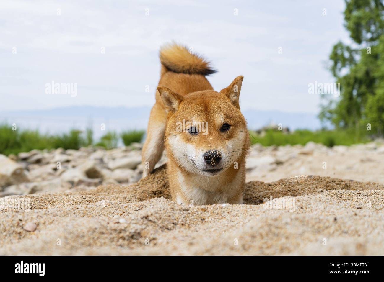Il cane shiba inu rosso felice gioca sulla sabbia. Ritratto di un cane giapponese dai capelli rossi sorridere Foto Stock