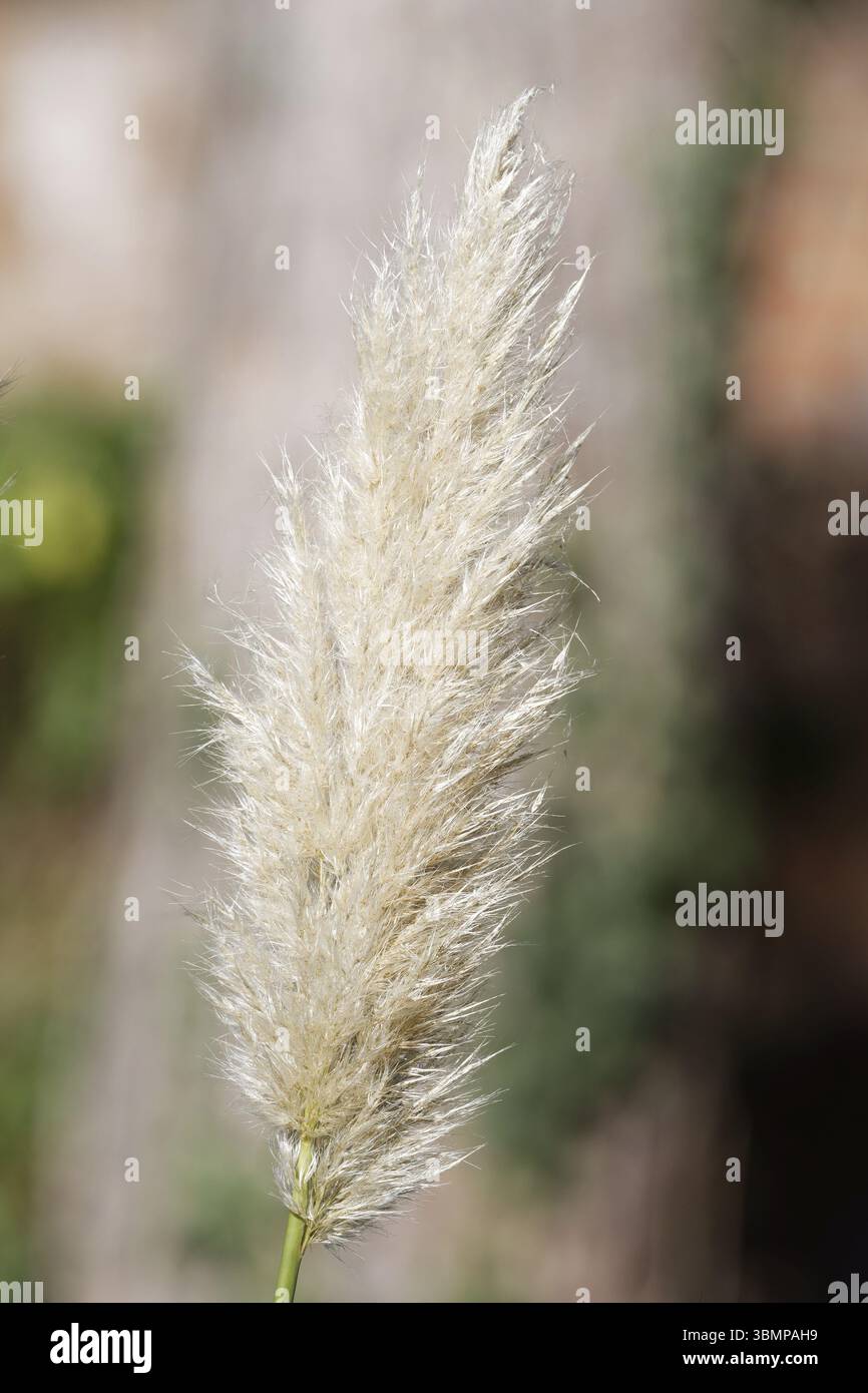 Cortaderia selloana fiore piuma fronda di pampas pianta erbosa in autunno su sfondo sfocato Foto Stock