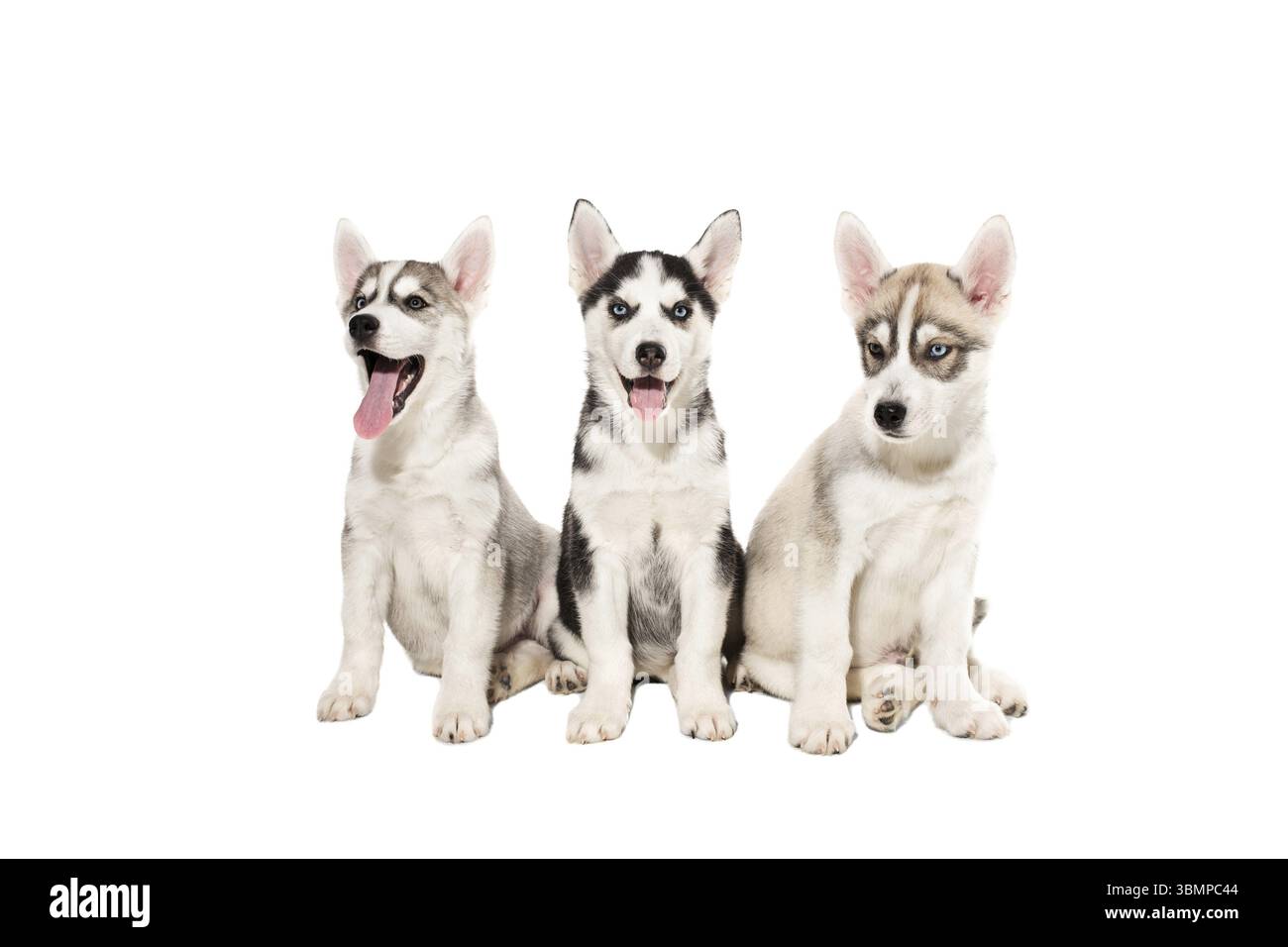 Gruppo di felice siberian husky cuccioli su sfondo bianco. Cane. Spazio di copia Foto Stock