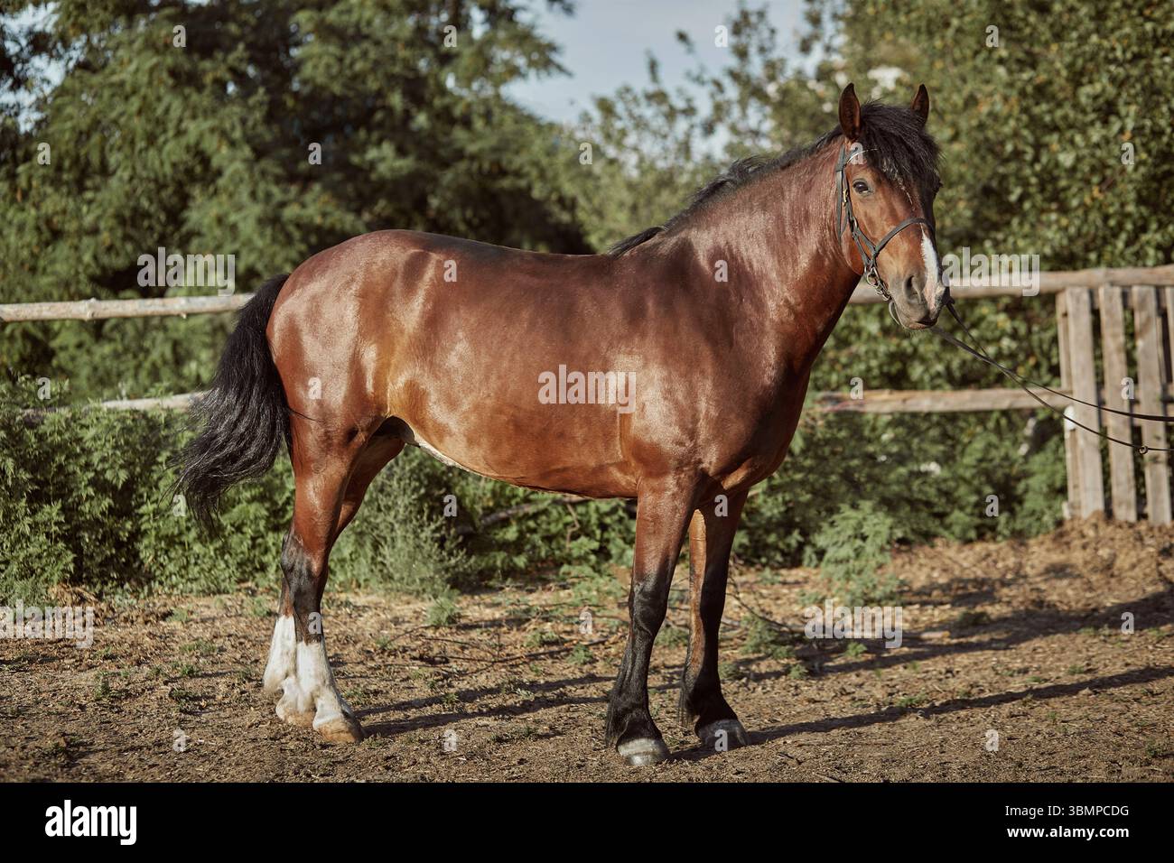 Bel cavallo nel paddock. Fattoria. Ranch. Animale domestico bello e intelligente Foto Stock