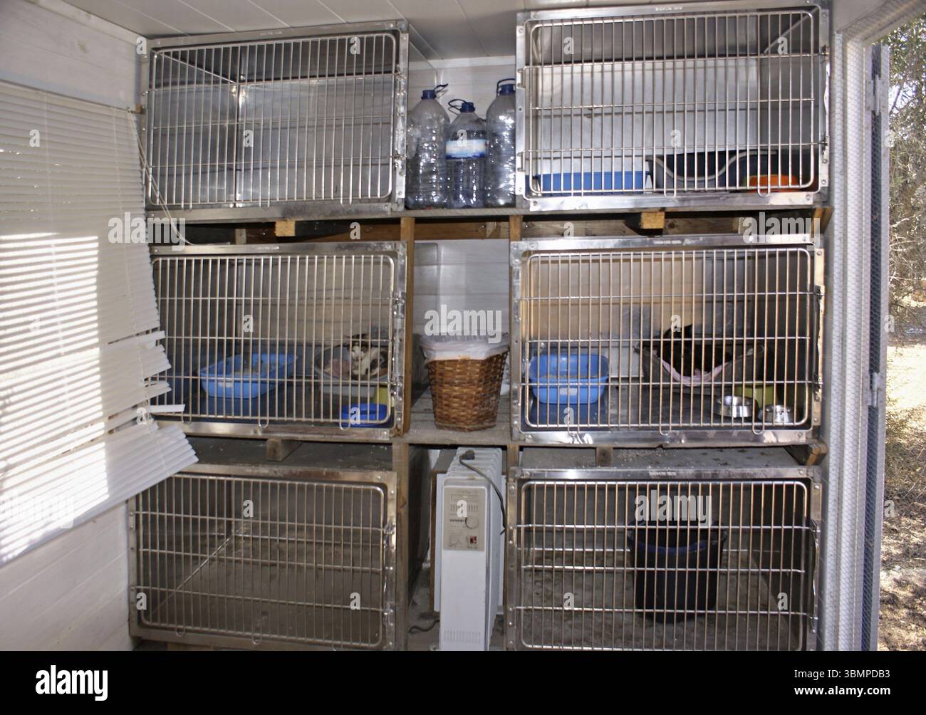 Gabbie impilate contenenti gatti che riposano in una clinica veterinaria dopo l'intervento chirurgico Foto Stock