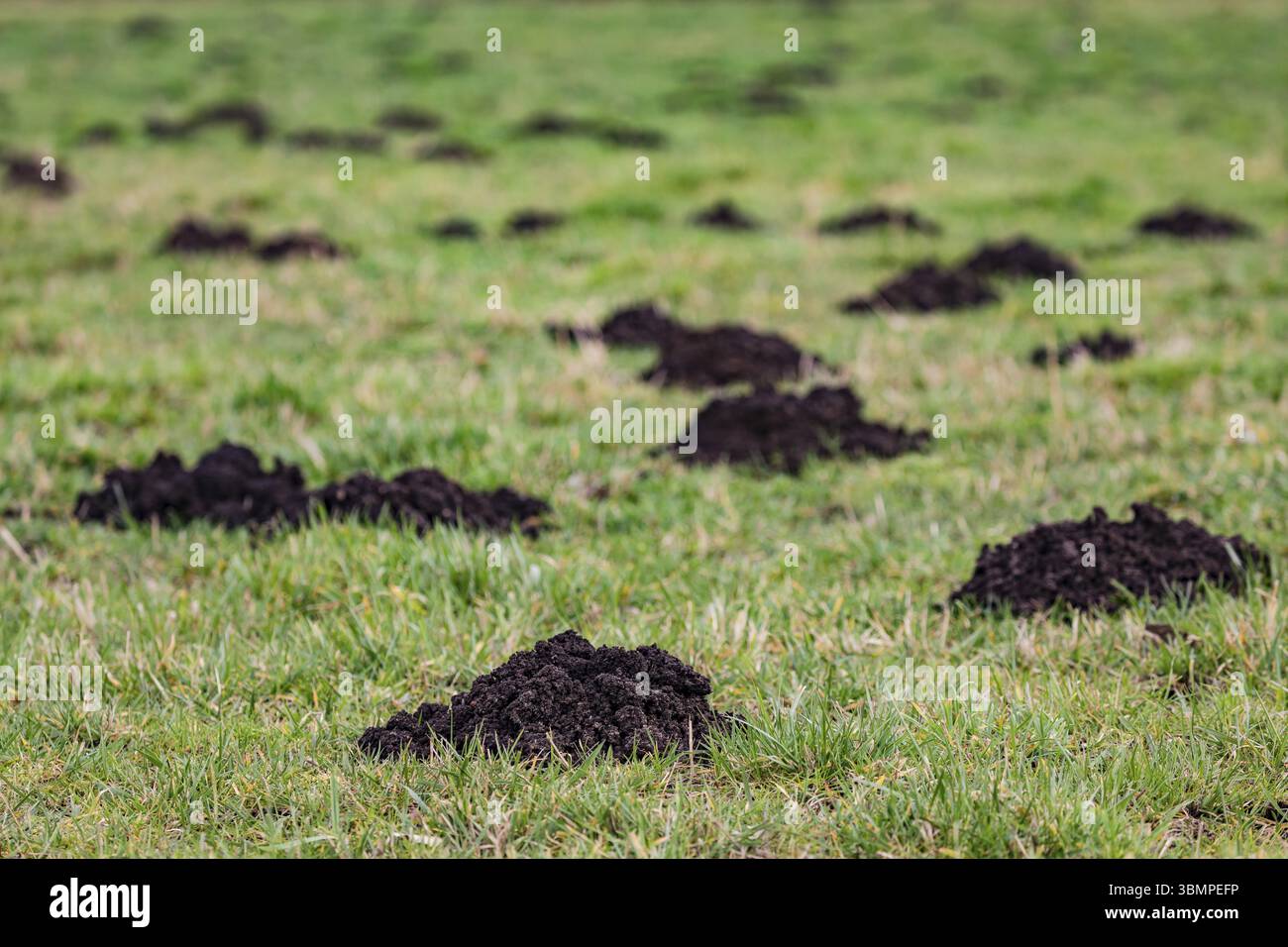 Schimmel im Garten - nuetzliches oder schaedliches Tier Foto Stock