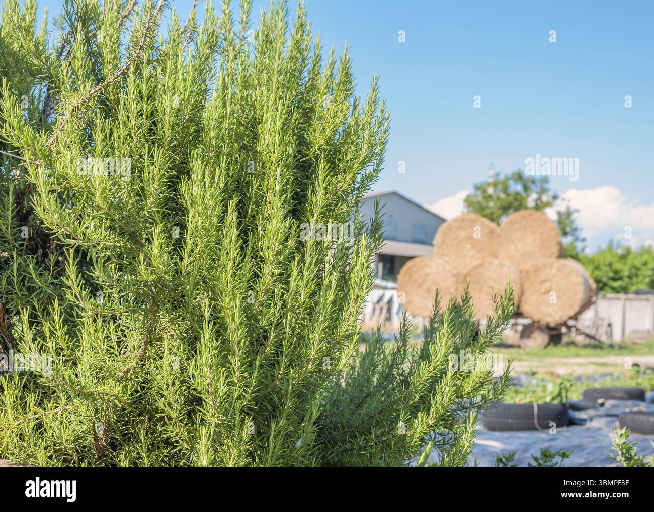 Grande verde Rosmarino arbusti profumati nel sud Italia Foto Stock