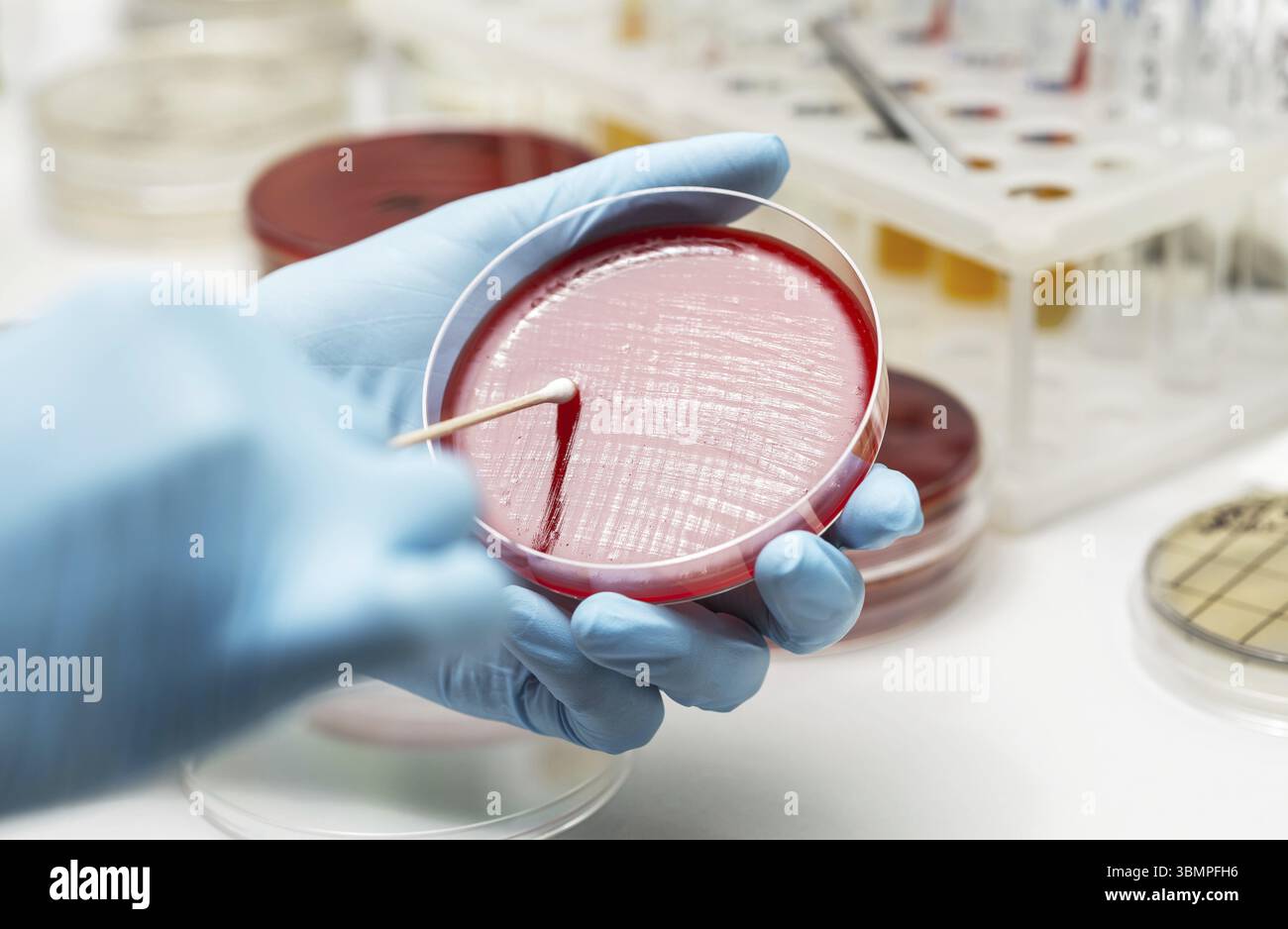 Il tecnico di laboratorio semina a mano una piastra Petri. Laboratorio, ricerca, analisi. Primo piano Foto Stock