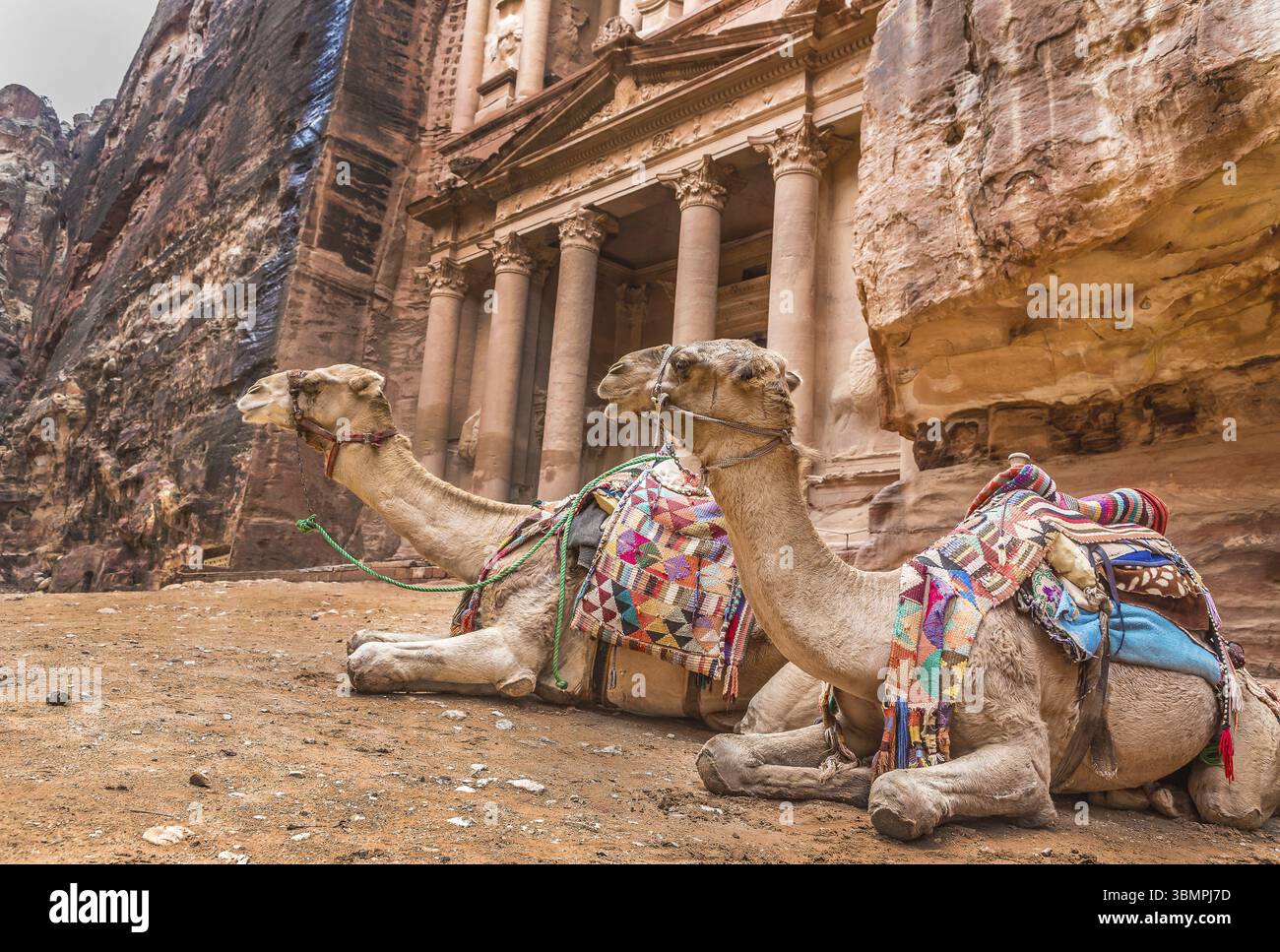 Due cammelli beduino riposa vicino al tesoro Al Khazneh scavate nella roccia di Petra, Giordania. Petra è una delle sette meraviglie del mondo Foto Stock