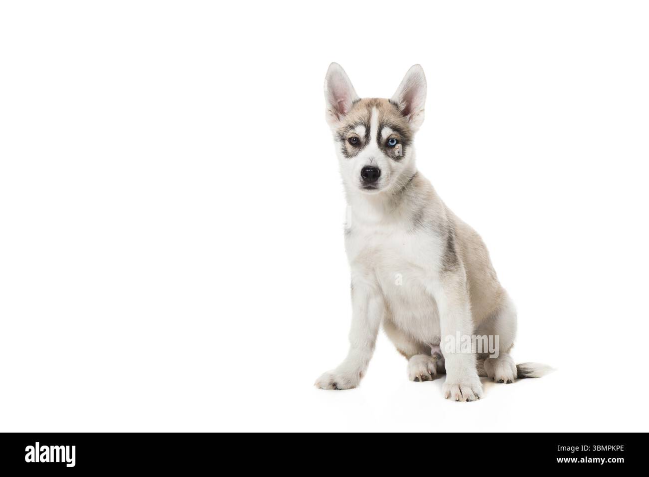 Cucciolo Siberian Husky isolato su sfondo bianco. Un cane si siede e guarda nella telecamera Foto Stock
