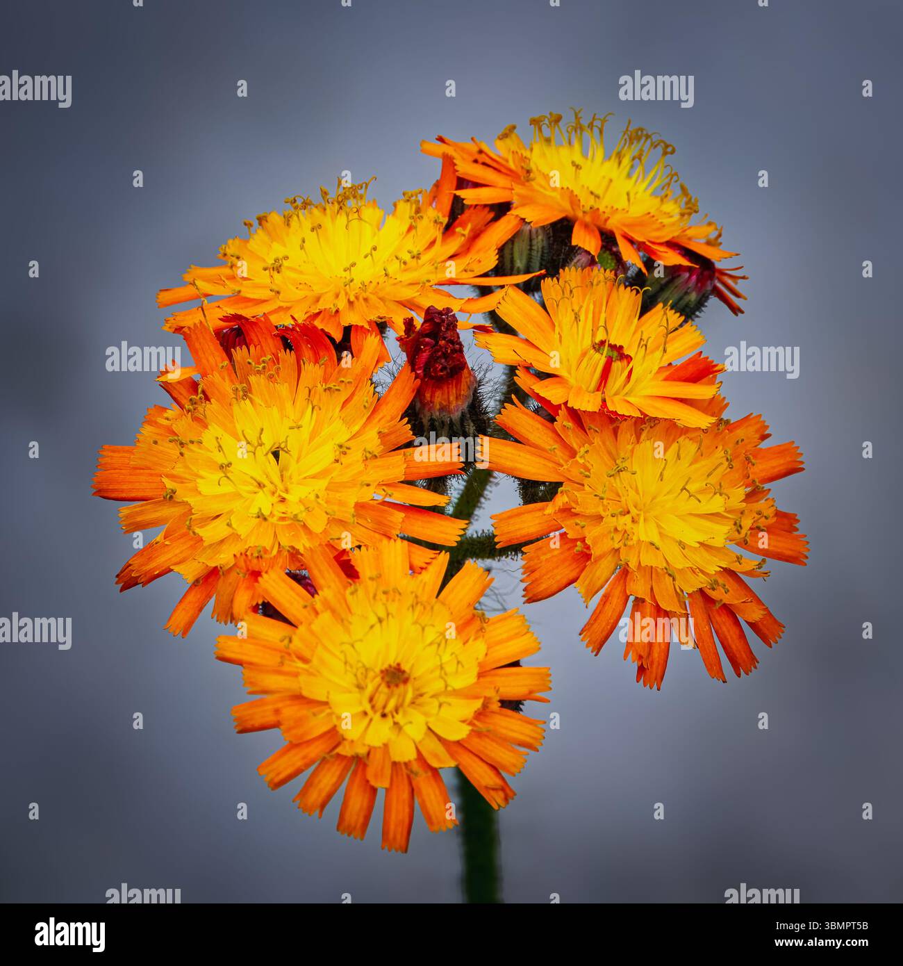 Primo piano di Bright Orange Flower Head of Pilosella aurantiaca (Fox and Cubs), Northumberland giugno 2025 Foto Stock