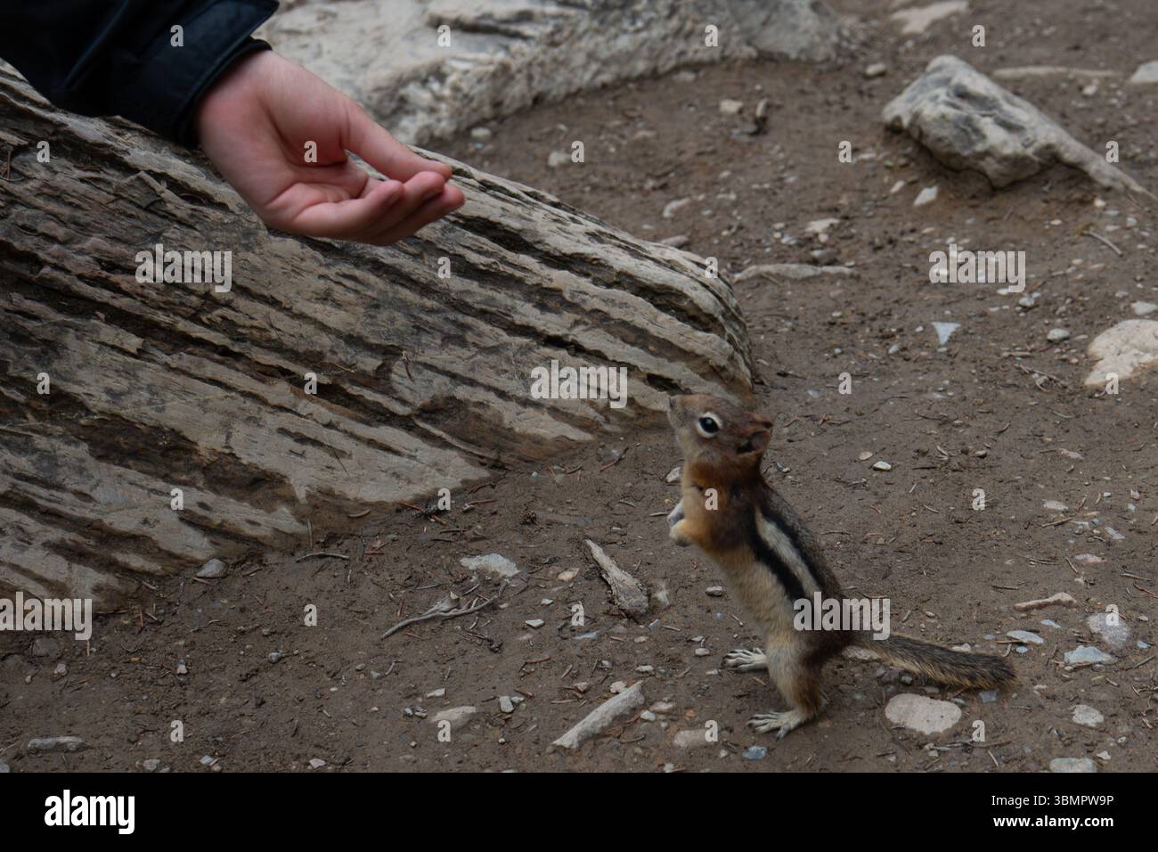 Chipmunk in piedi sulle zampe posteriori che si avvicinano a una mano umana. Foto Stock